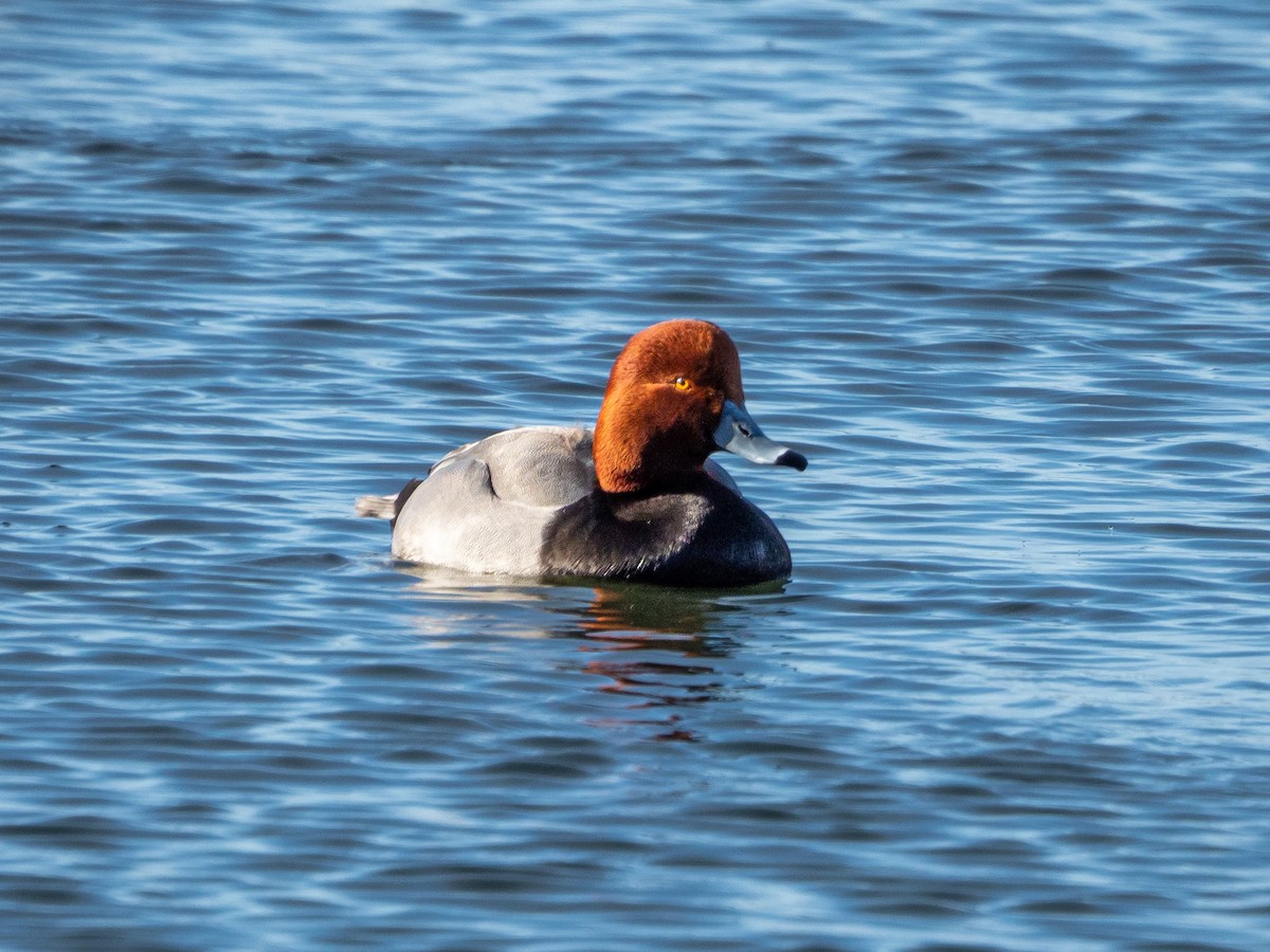 Redhead - Greg Balcom