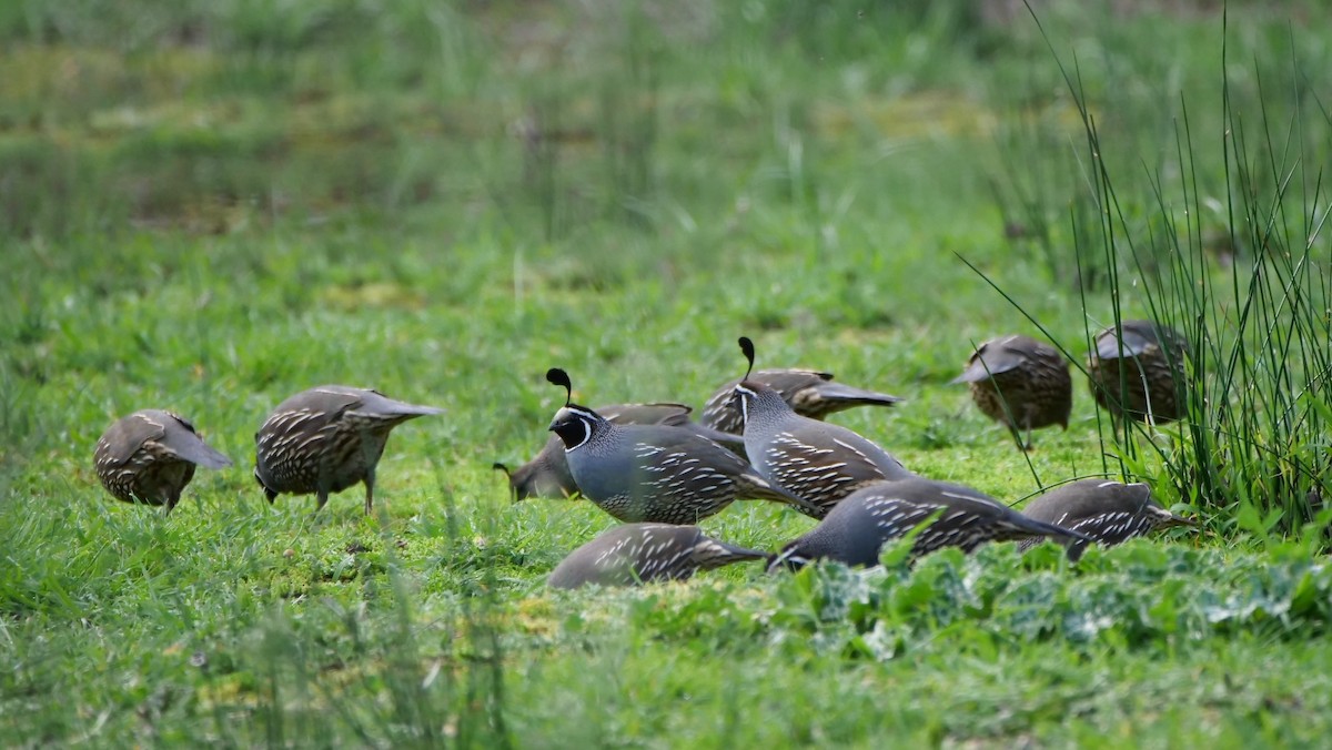 カンムリウズラ - ML544692011