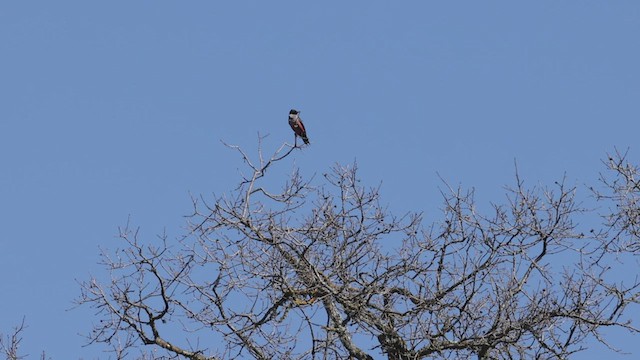 Lewis's Woodpecker - ML544693161