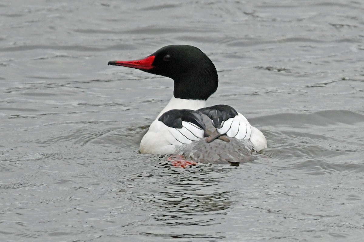 Common Merganser - ML544693201