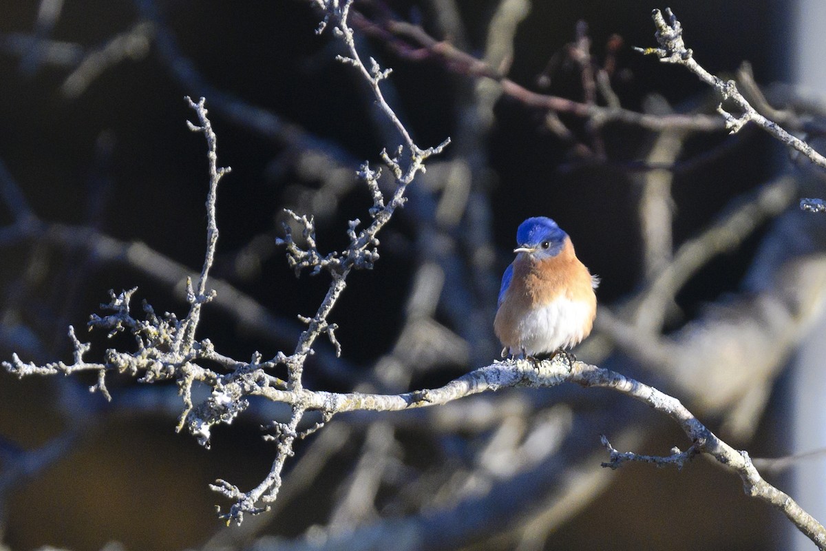 Eastern Bluebird - Yangfan Xiao