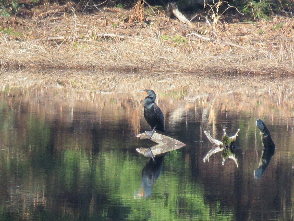 Cormoran à aigrettes - ML54469531