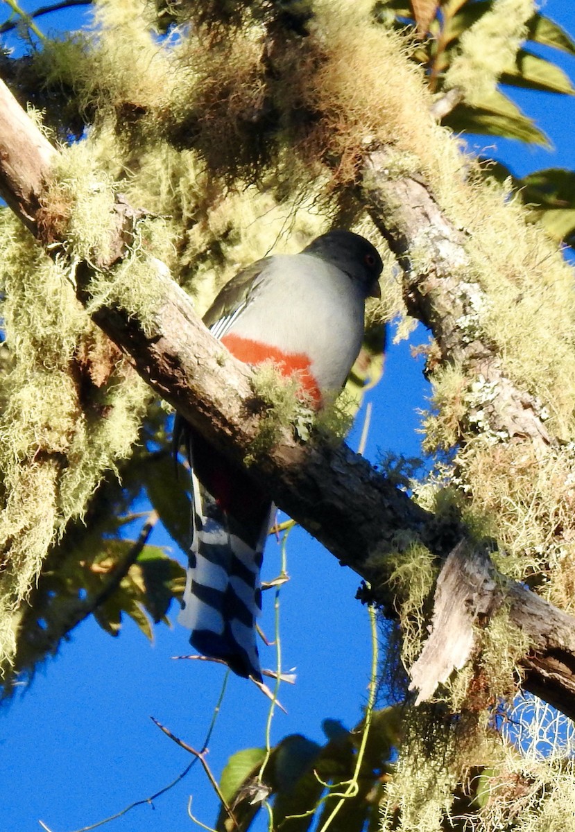 Hispaniolan Trogon - Jane Orbuch