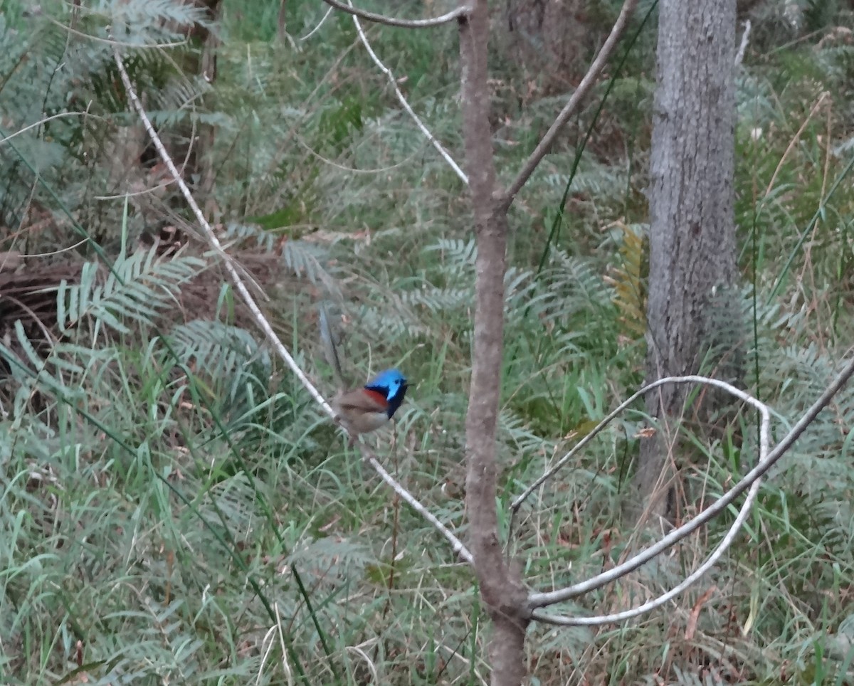 Variegated Fairywren - ML544696581