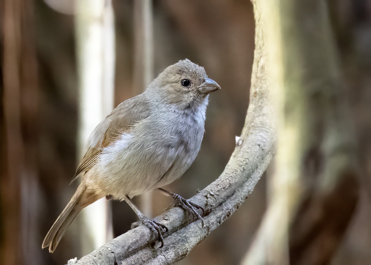 Barbados Bullfinch - ML544697321