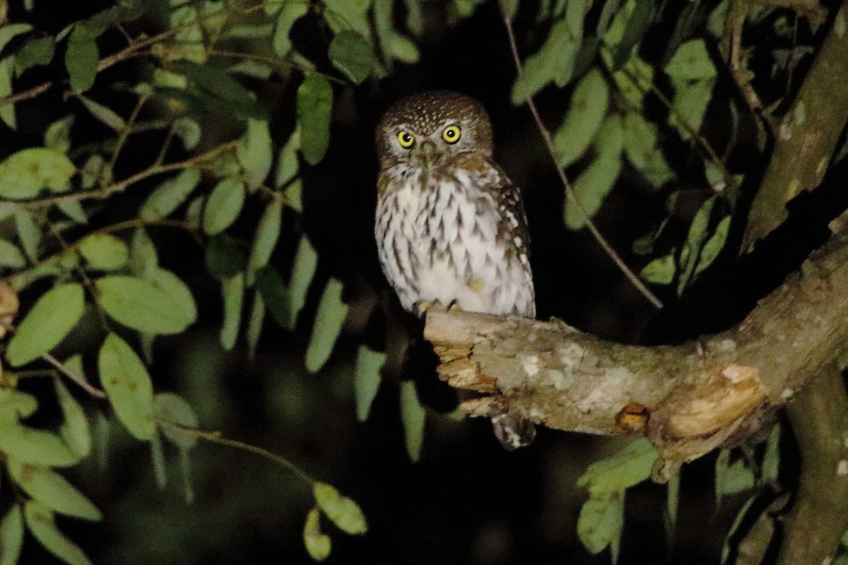 Pearl-spotted Owlet - ML544697451