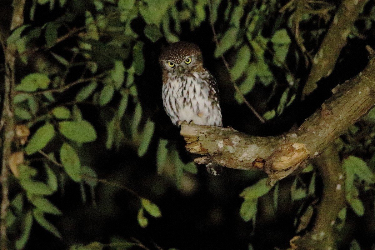 Pearl-spotted Owlet - ML544697461