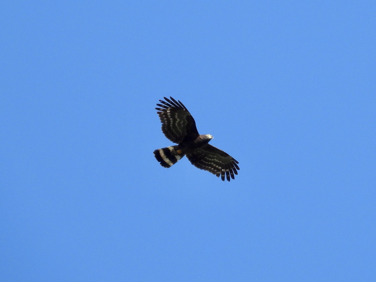 Hook-billed Kite - ML544698351