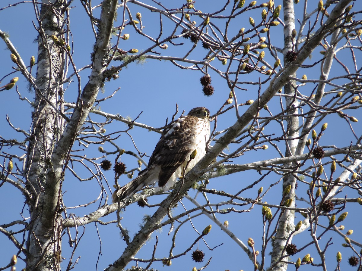 Cooper's Hawk - ML544700771