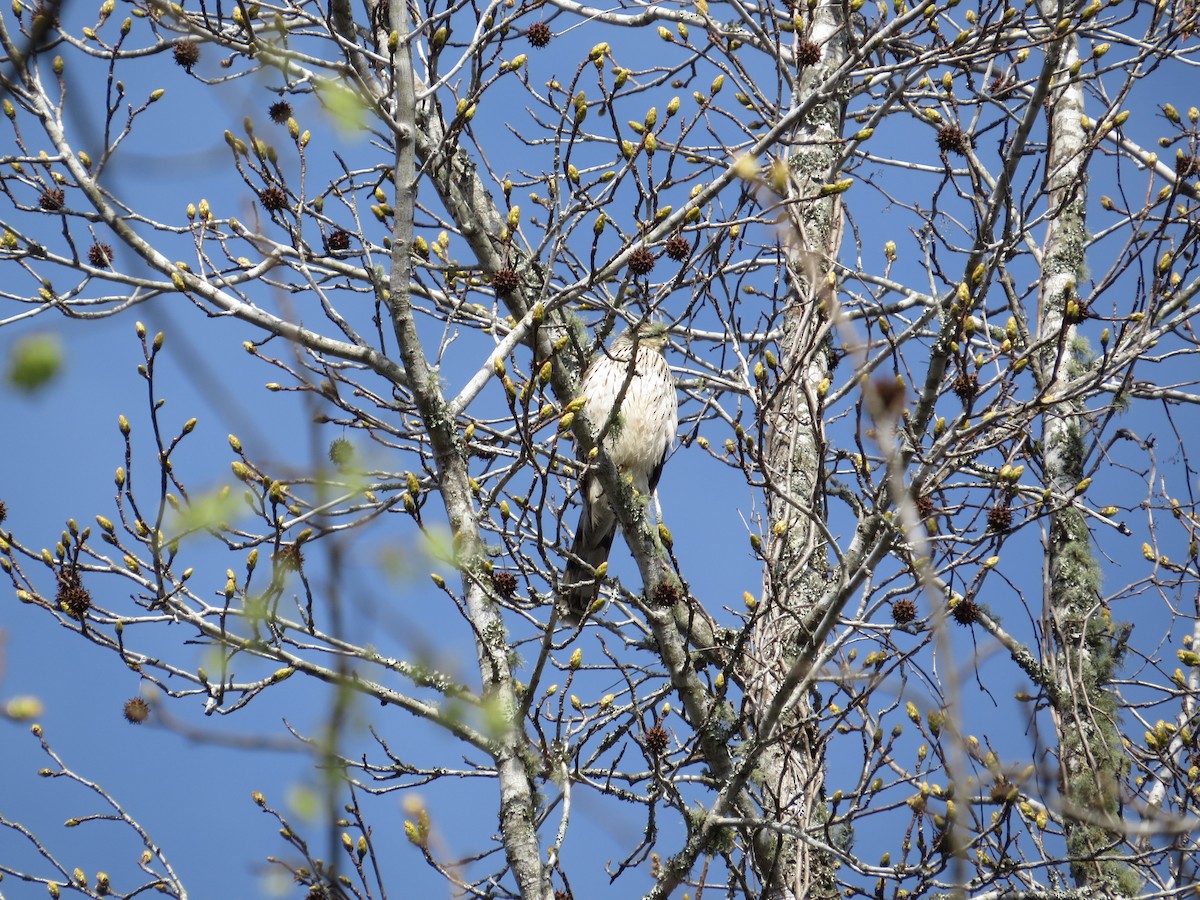Cooper's Hawk - ML544700781