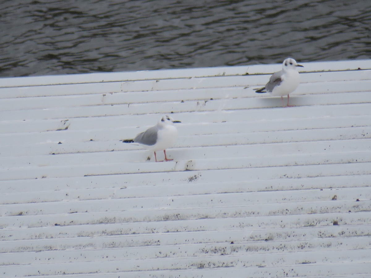 Mouette de Bonaparte - ML544705021