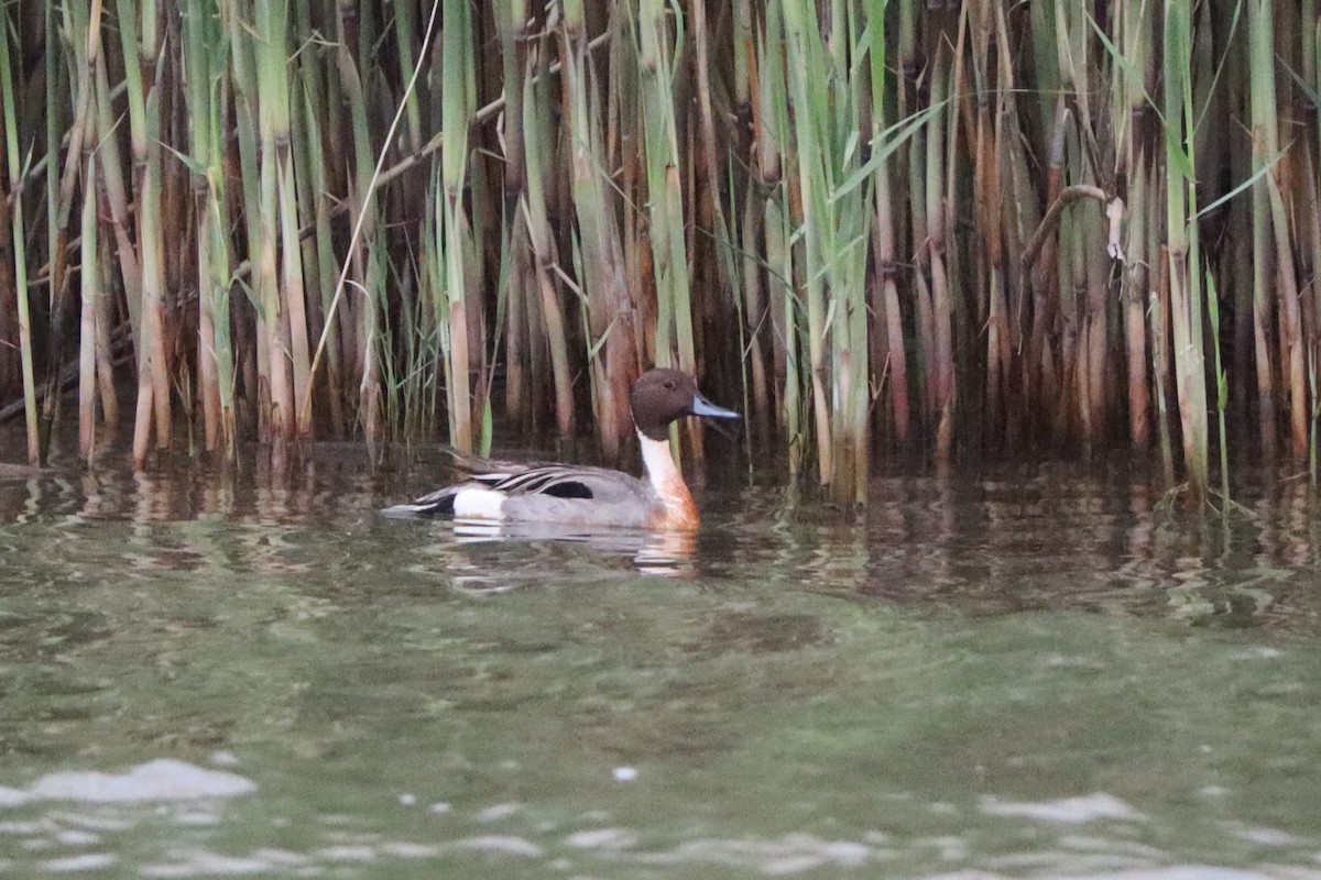 Northern Pintail - ML544705441