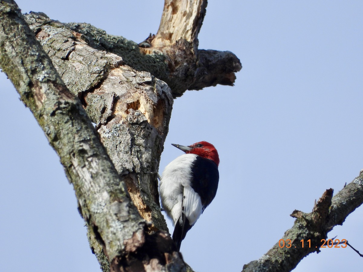 Red-headed Woodpecker - ML544705561