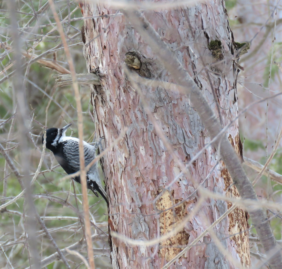 Black-backed Woodpecker - ML544705581