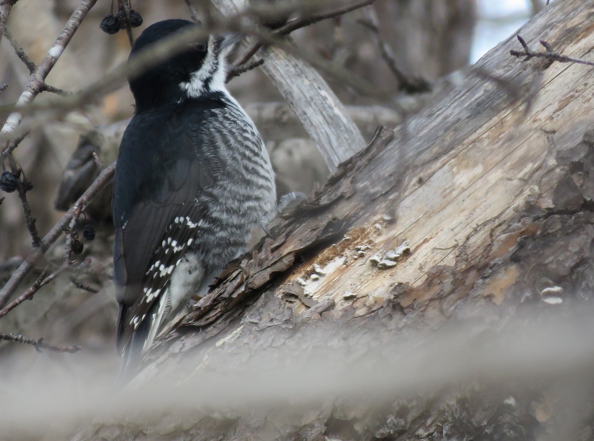 Black-backed Woodpecker - Janet McCullough