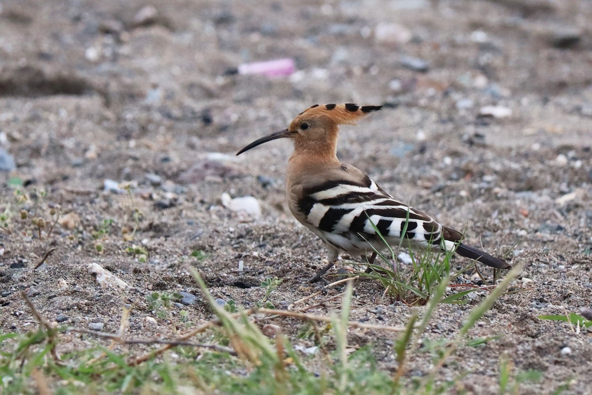 Eurasian Hoopoe - ML544705621