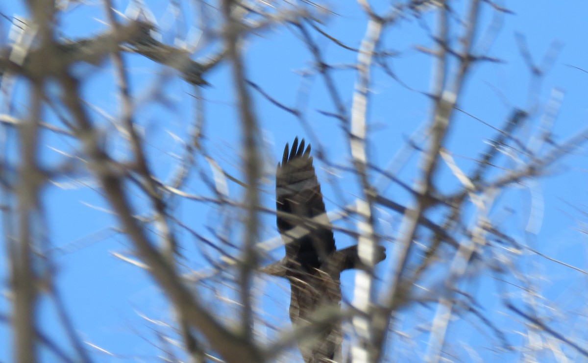 Common Raven - ML544705651