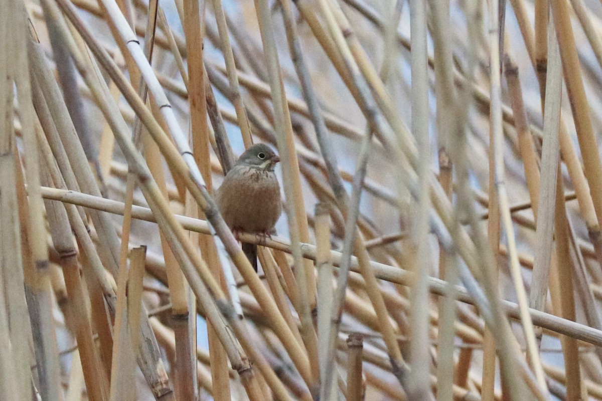 Ortolan Bunting - ML544705691