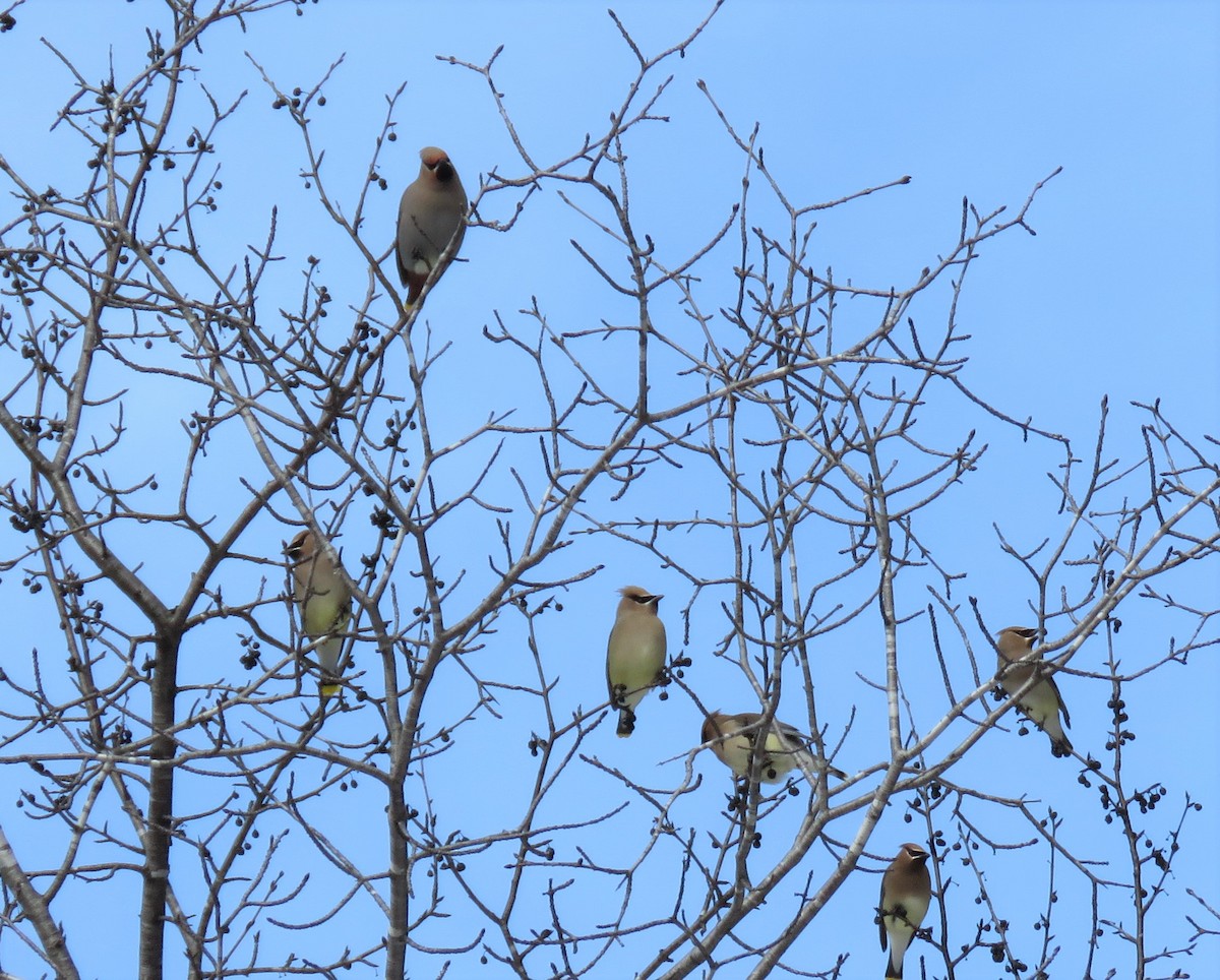 Bohemian Waxwing - ML544705851