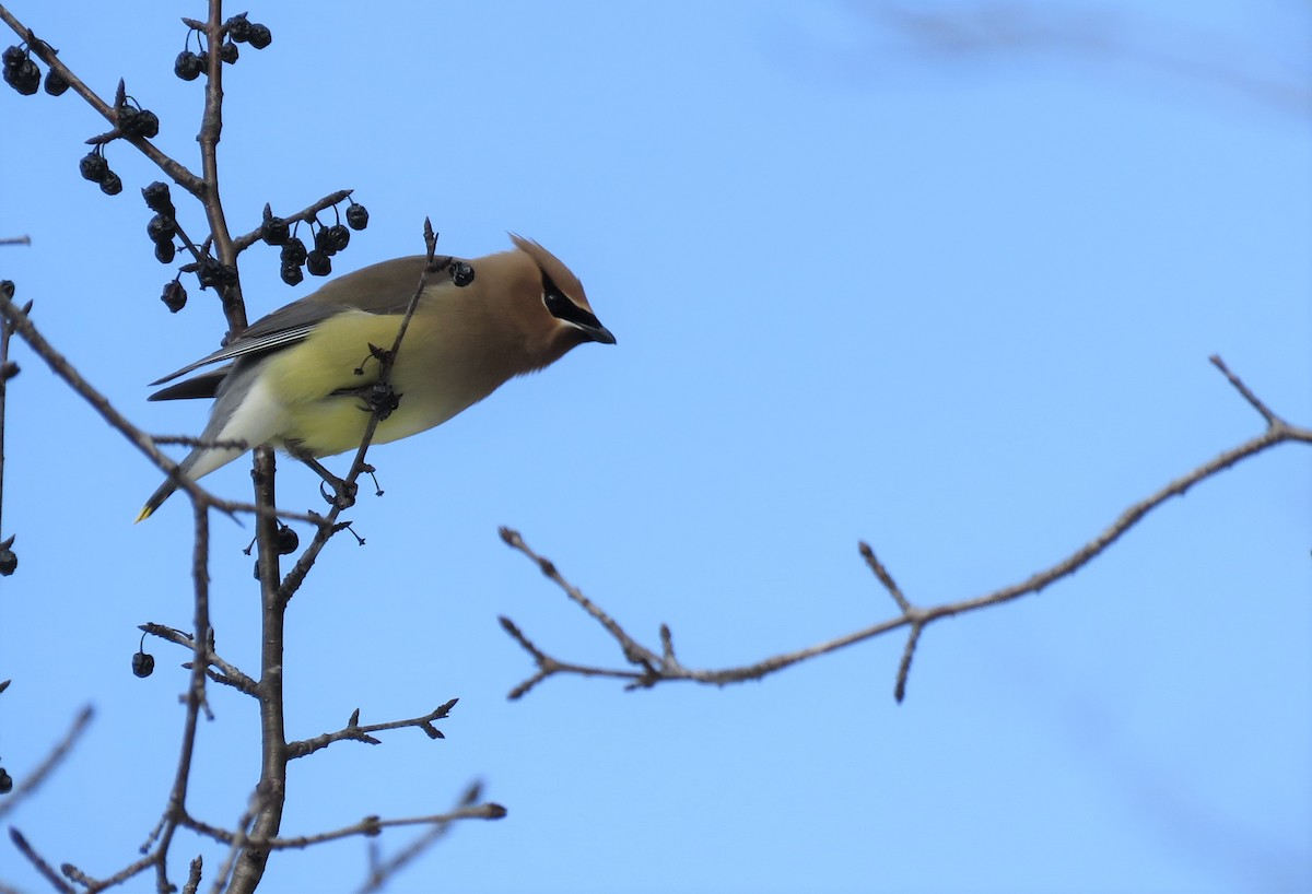 Cedar Waxwing - ML544706011