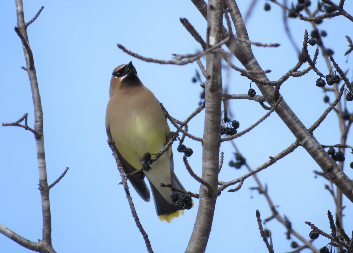 Cedar Waxwing - ML544706021