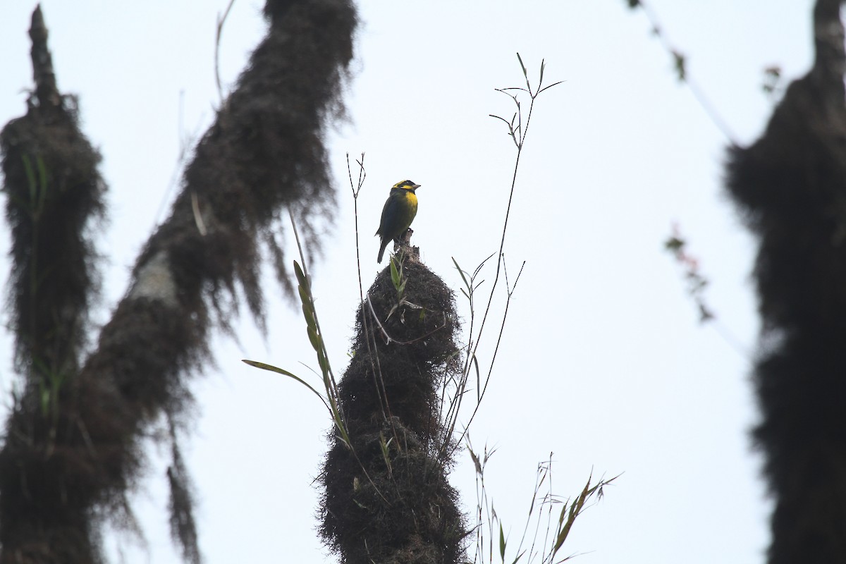 Gold-ringed Tanager - ML544707231