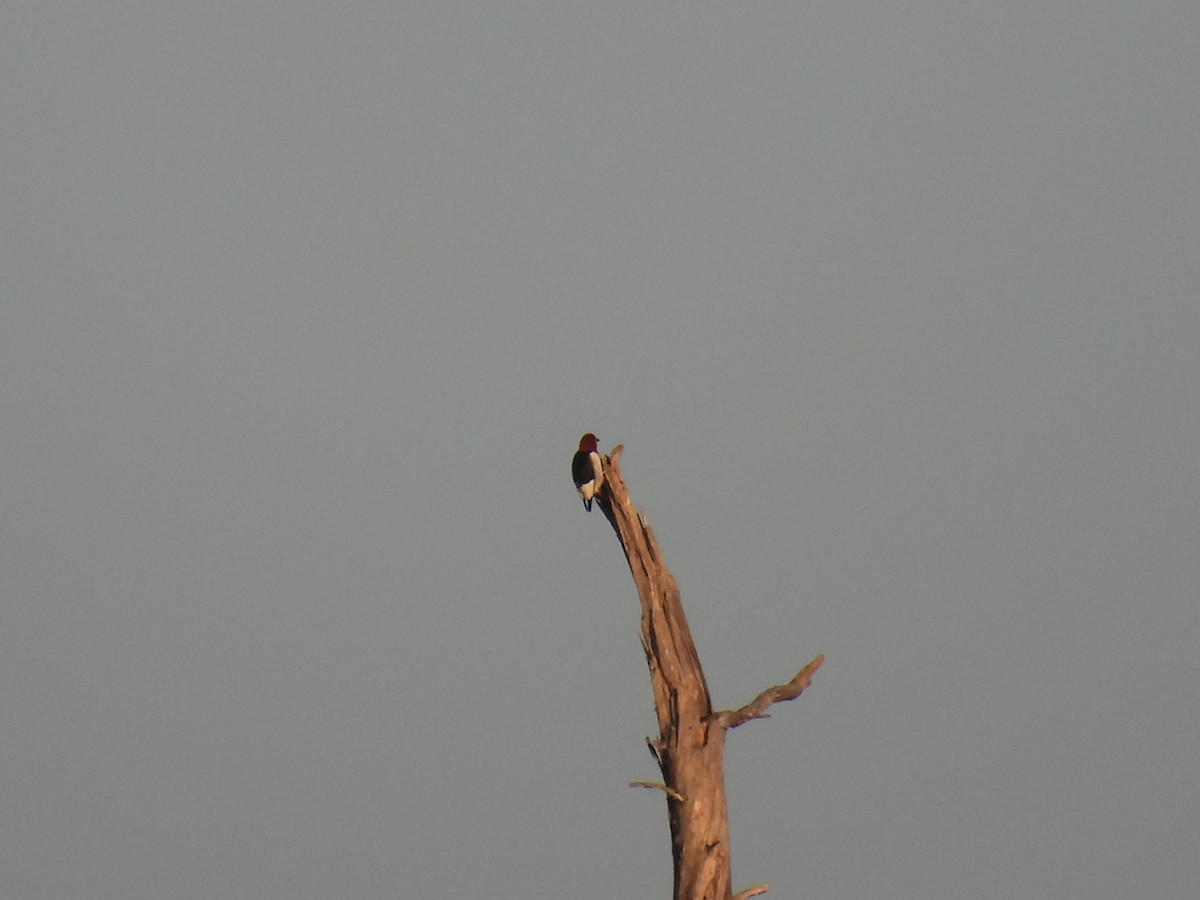 Red-headed Woodpecker - June and Gary Daniels