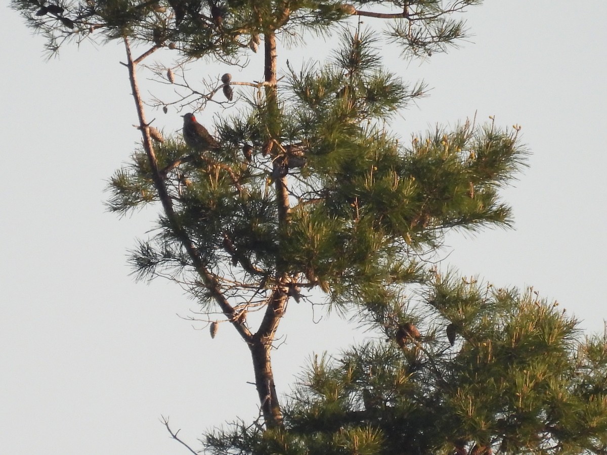 Northern Flicker - ML544707431