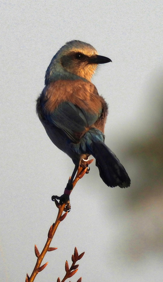 Geai à gorge blanche - ML544707631