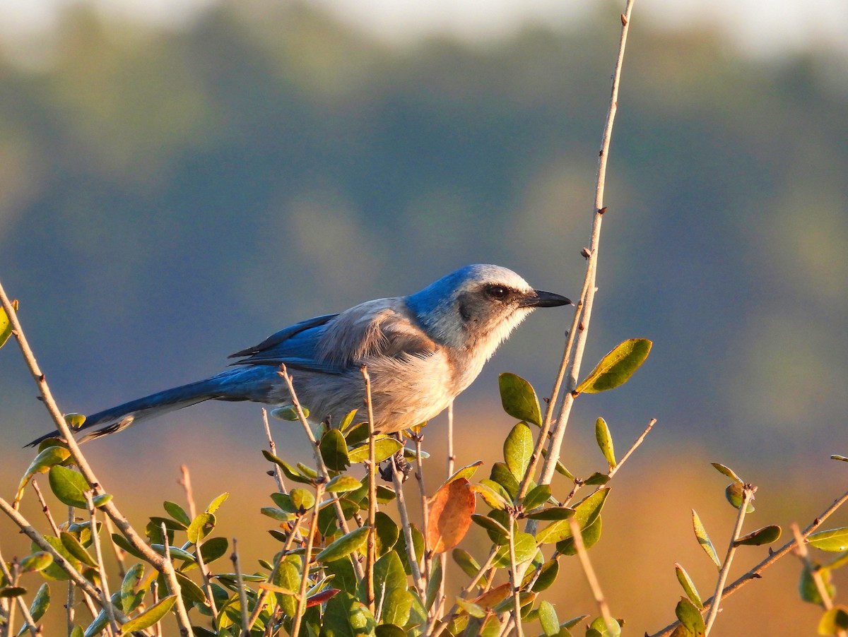 Florida Scrub-Jay - ML544707661