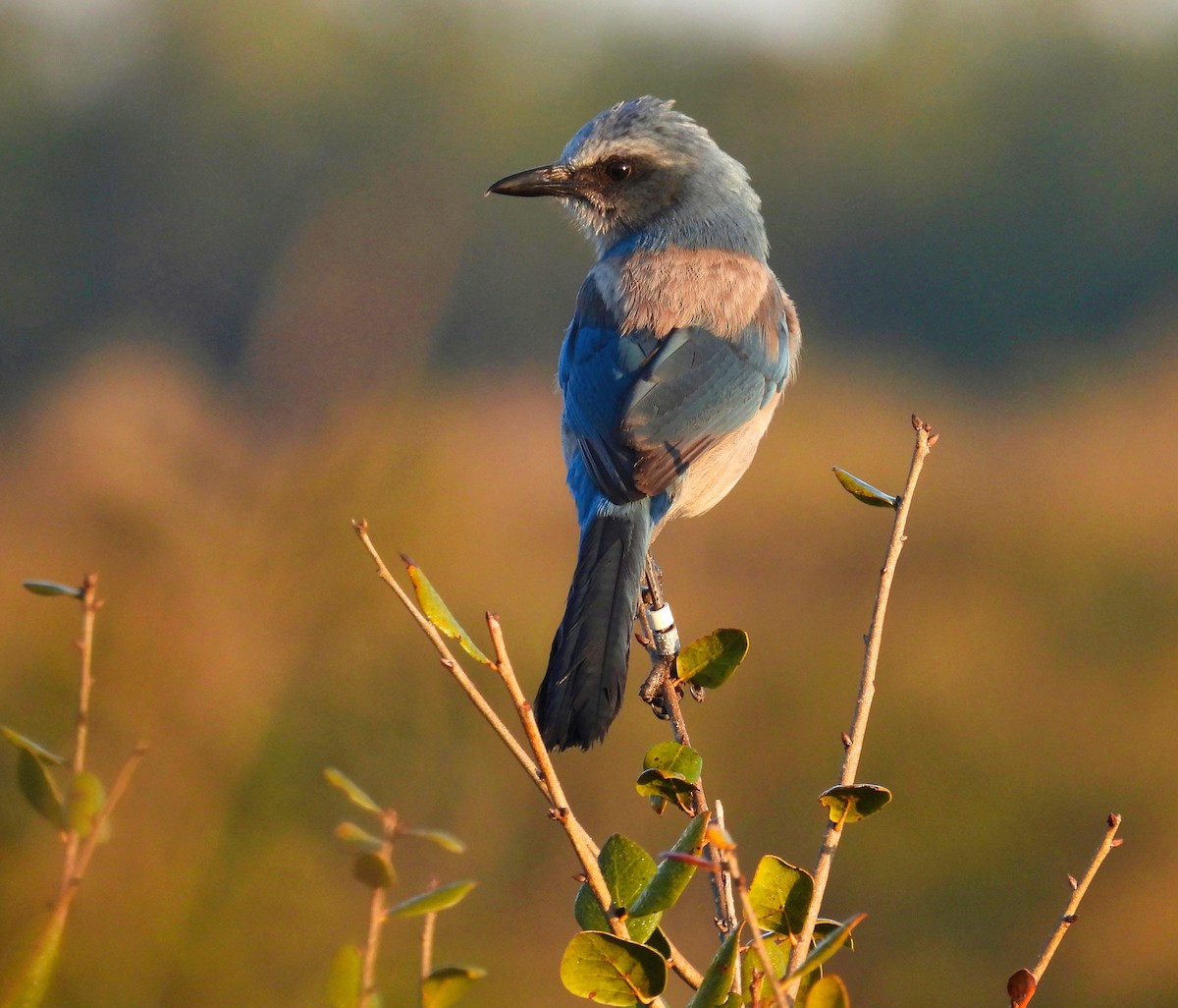 Florida Scrub-Jay - June and Gary Daniels