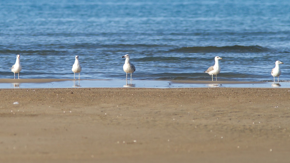 Caspian Gull - ML544708881