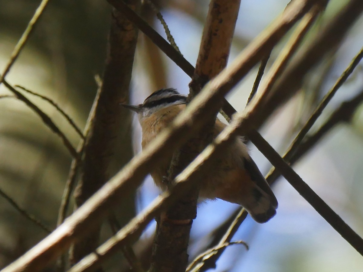 Red-breasted Nuthatch - ML544709451