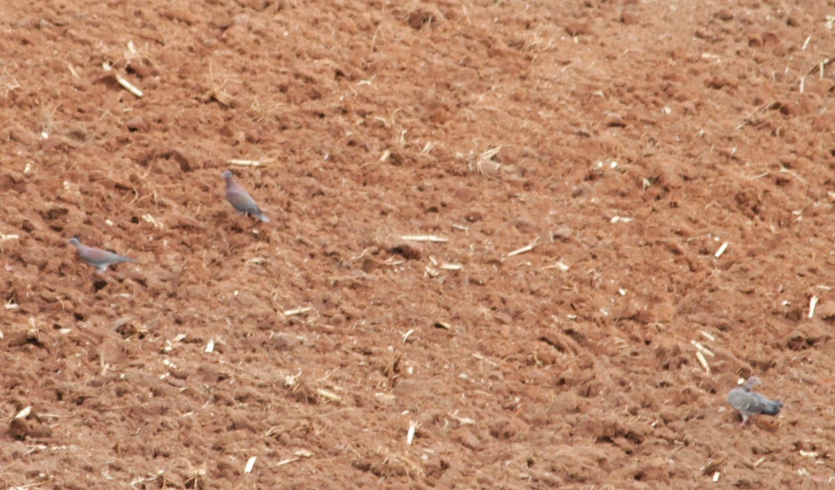 Pale-vented Pigeon - ML544709751