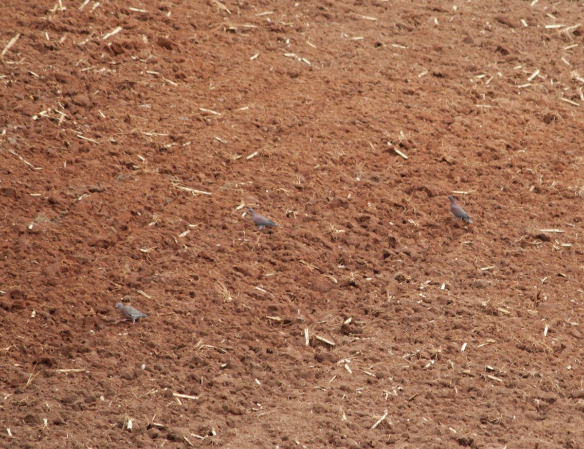 Pale-vented Pigeon - ML544709771