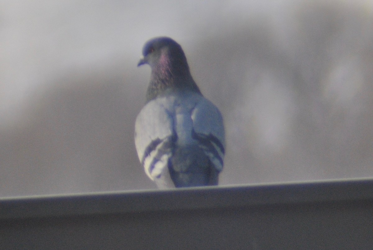 Rock Pigeon (Feral Pigeon) - Sean Cozart