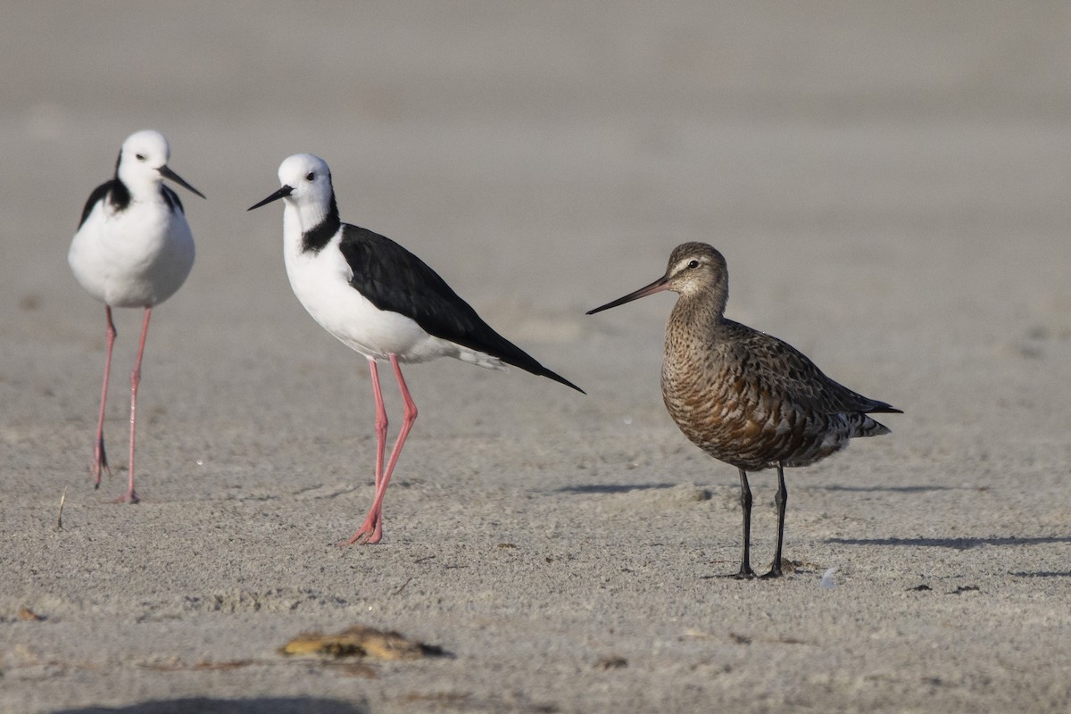 Hudsonian Godwit - ML544710441