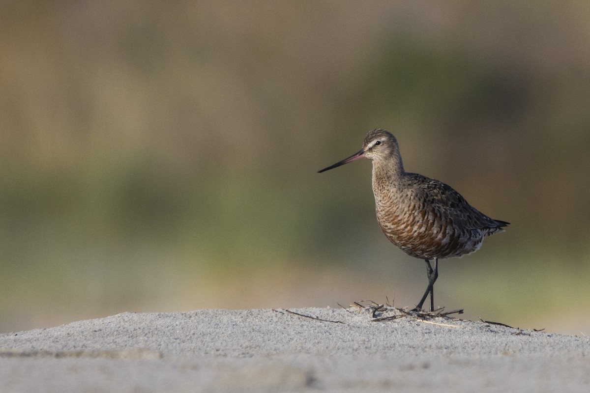 Hudsonian Godwit - ML544710461