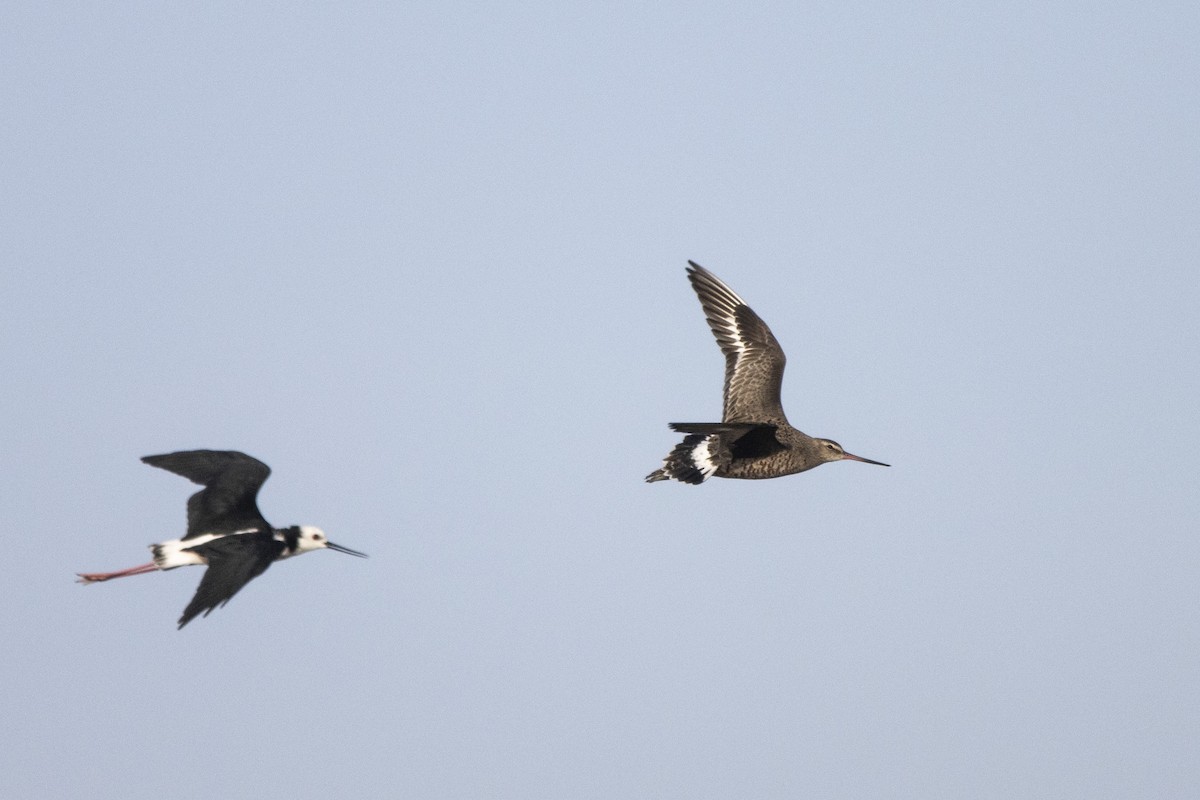 Hudsonian Godwit - ML544710471