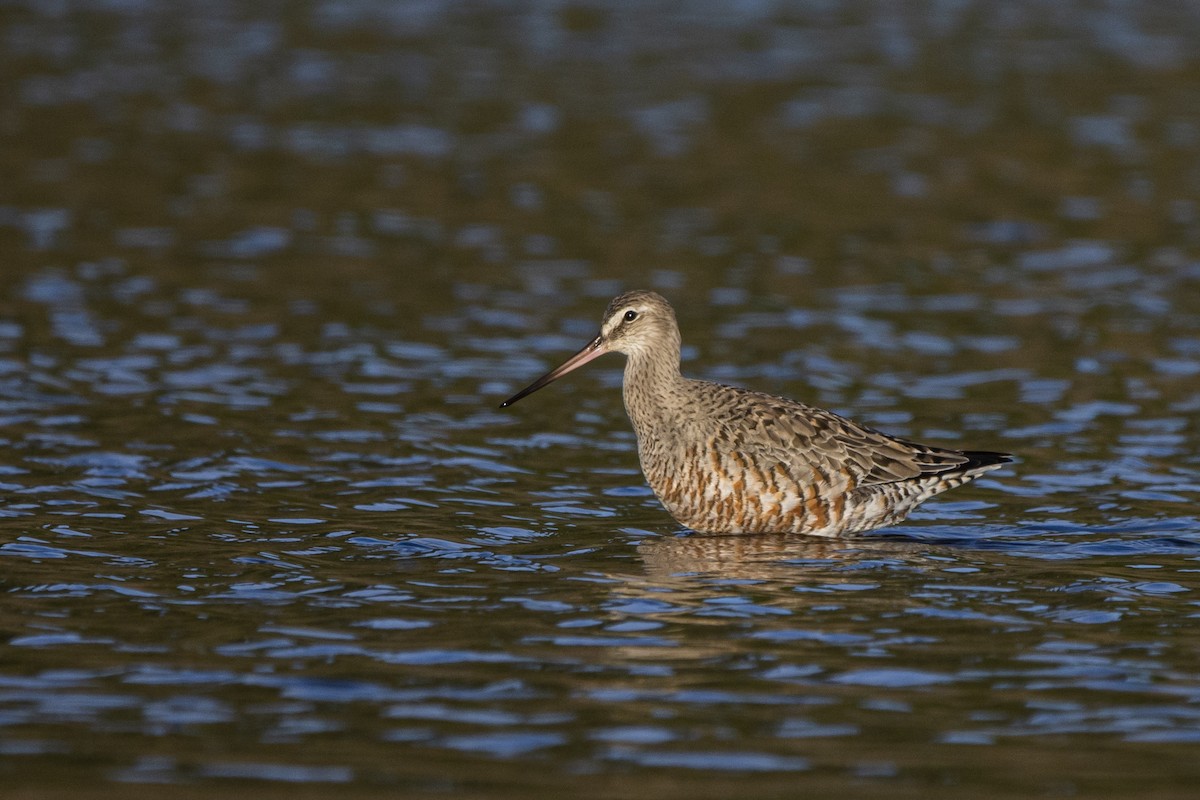 Hudsonian Godwit - ML544710491