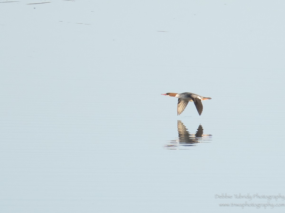 Common Merganser - ML544711231