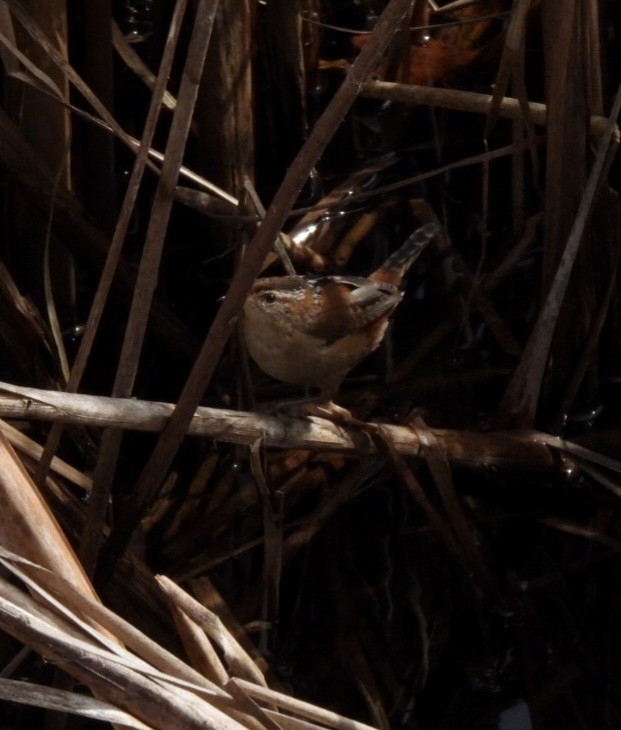 Marsh Wren - ML544711931