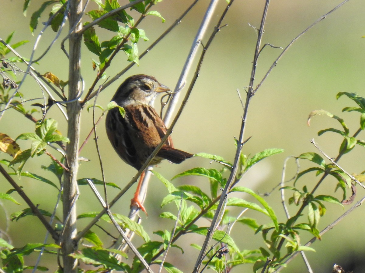 Swamp Sparrow - ML544712591