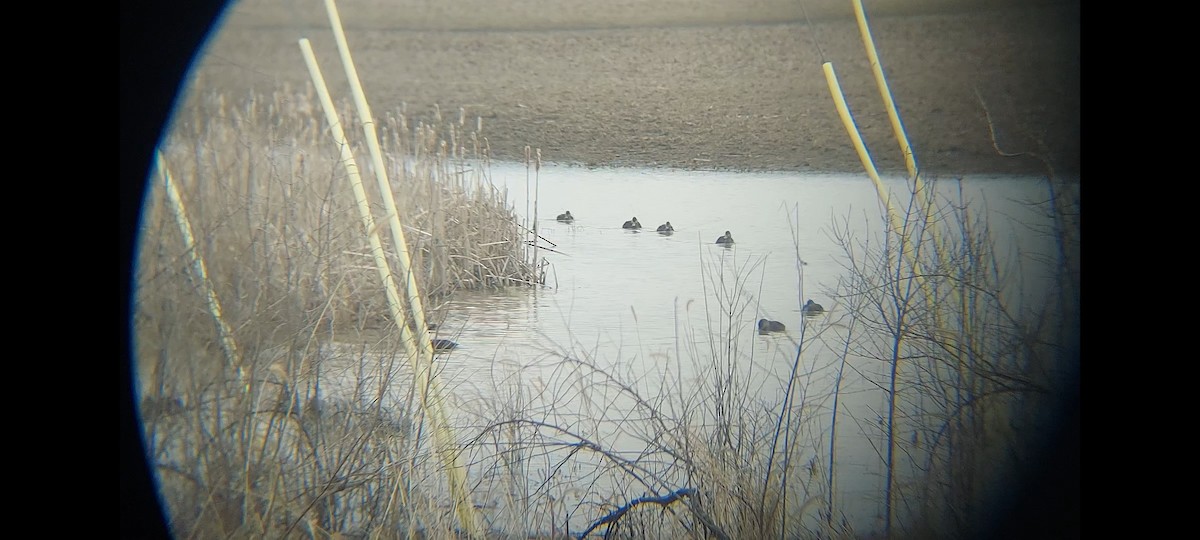 American Black Duck - ML544712891