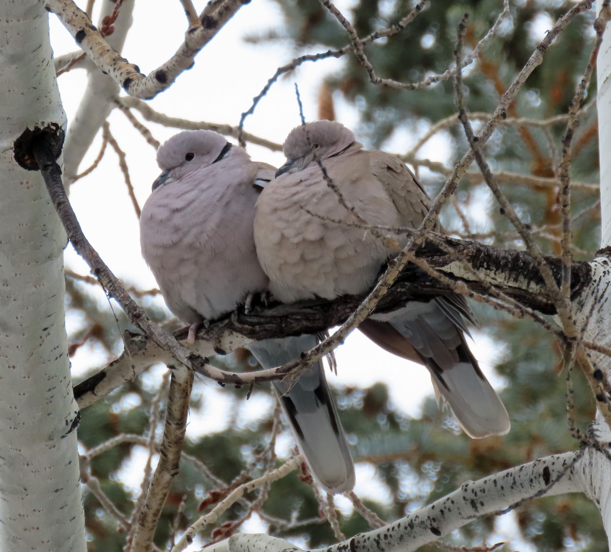 Eurasian Collared-Dove - JoAnn Potter Riggle 🦤