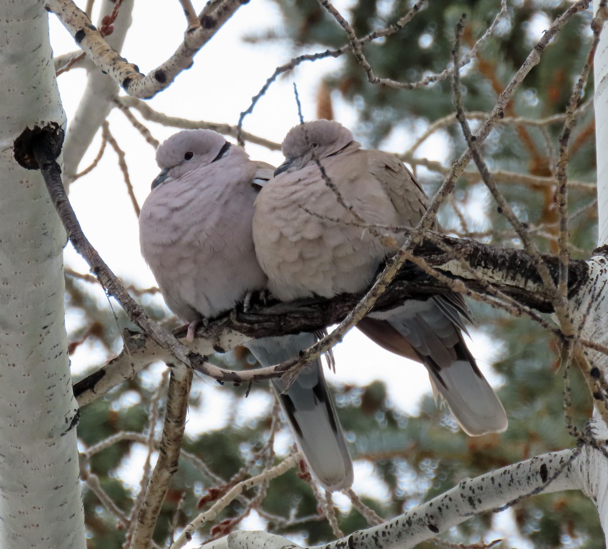 灰斑鳩 - ML544714191