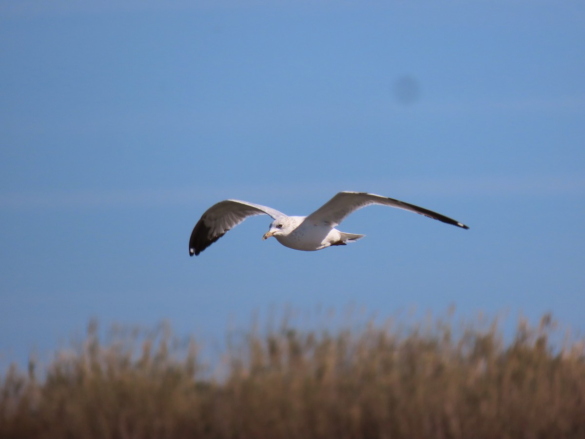 Ring-billed Gull - ML544715201