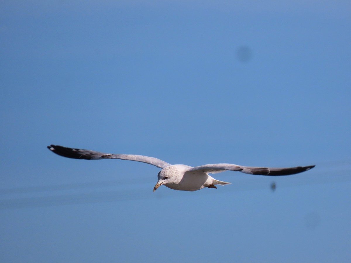 Ring-billed Gull - ML544715251