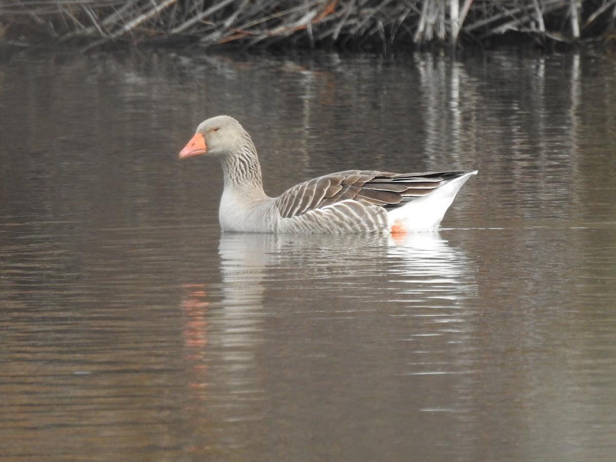 Greater White-fronted Goose - ML544715751