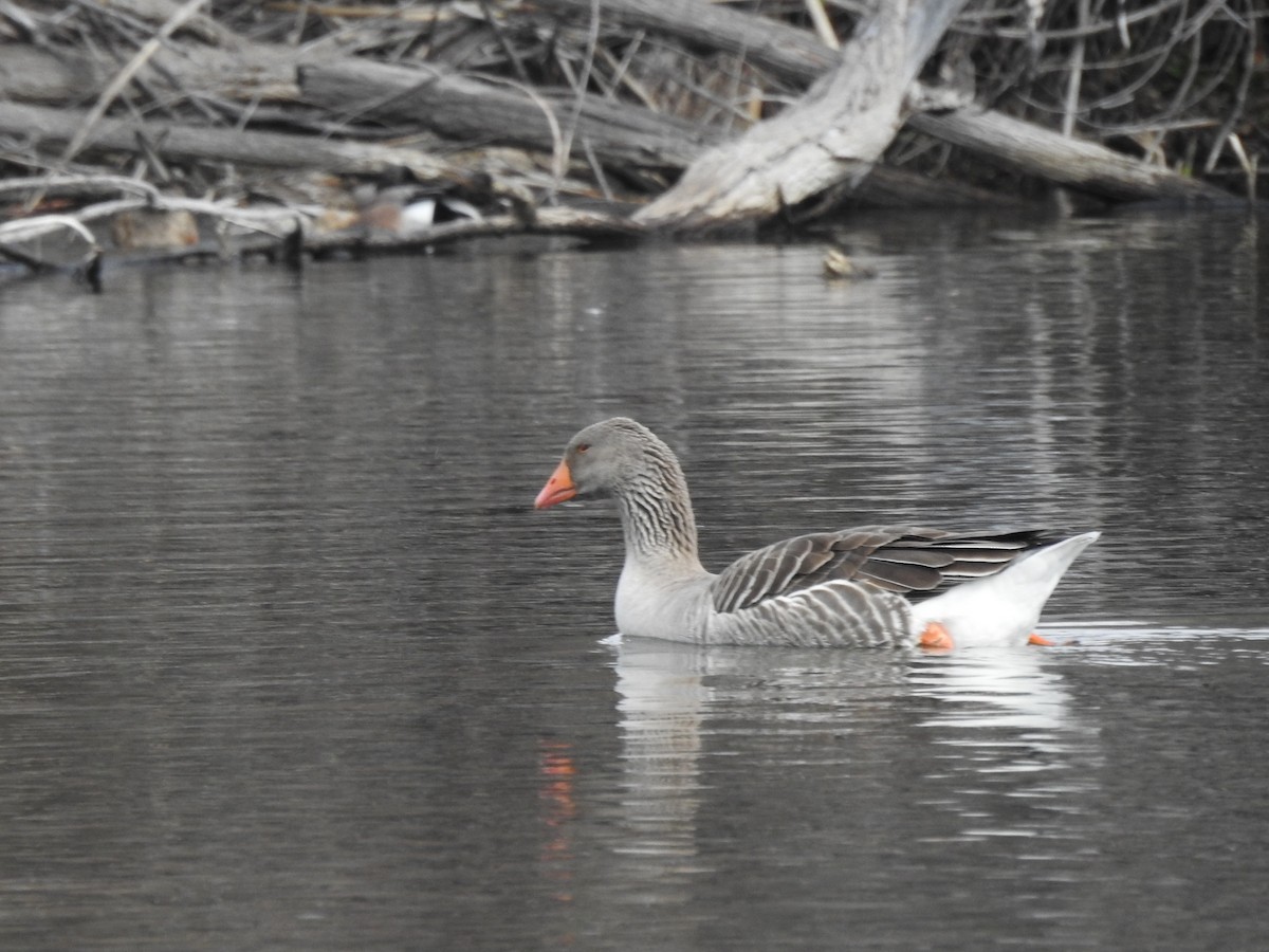 Greater White-fronted Goose - ML544715761